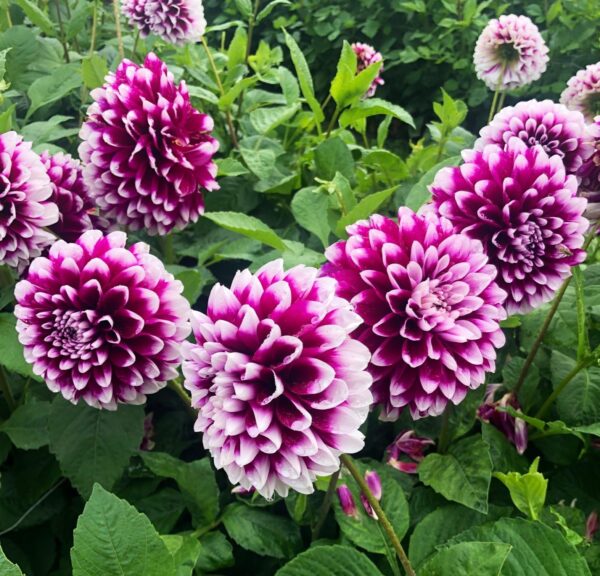 Votaniki Decorative Dahlia Edinburgh - Long Lasting Blooms, Perennial Dahlia 'Edinburgh' Tubers for Planting | Summer Flower, Dahlia Tubers - Easy to Grow