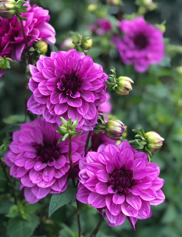 Votaniki Decorative Dahlia Bulbs - Blue Bell Dahlia Roots - Purple Flower Bulbs, Attracts Pollinators, Easy to Grow & Maintain, Cut Flower Garden, Fast Growing Blue Bell Dahlia Bulbs for Planting