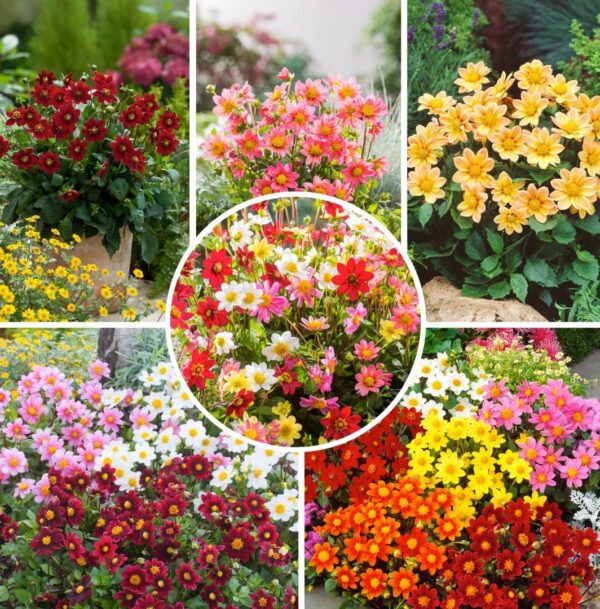 Votaniki Mixed Topmix Dahlia Bulbs for Planting - Colorful and Vibrant Mix of Dahlia Bulbs | Perfect for Cutting, Long Blooming, Easy to Grow - Topmix Dahlia Flowering Bulbs