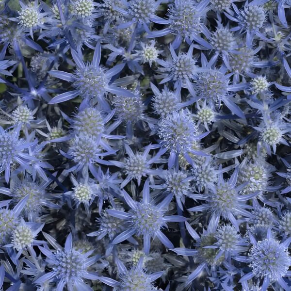 Votaniki Blue Glitter Sea Holly - Perennial Sea Holly Starter Plant 2-Inch Pot | Create a Dazzling Garden Display with Blue Glitter Sea Holly's Blooms