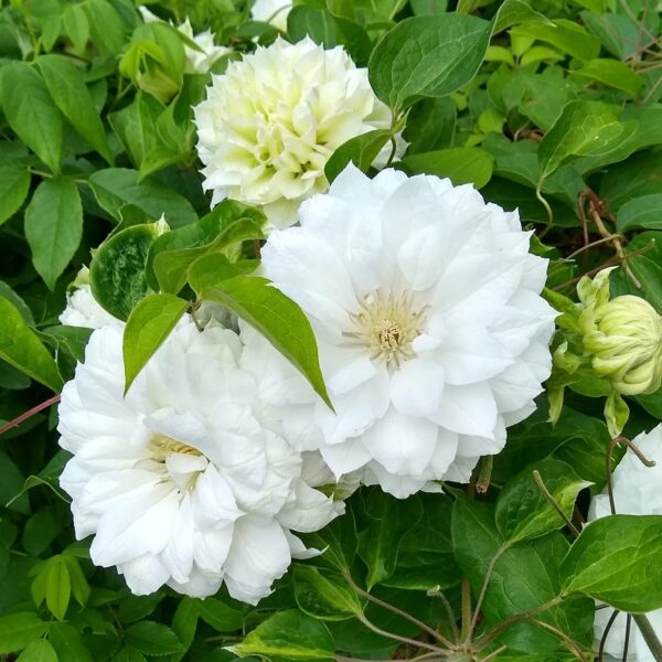 Votaniki Duchess of Edinburg Clematis Bare Root - Long Lasting Blooms, Large Flowering Clematis Bare Root for Planting - Perennial Flower Plant for Graden