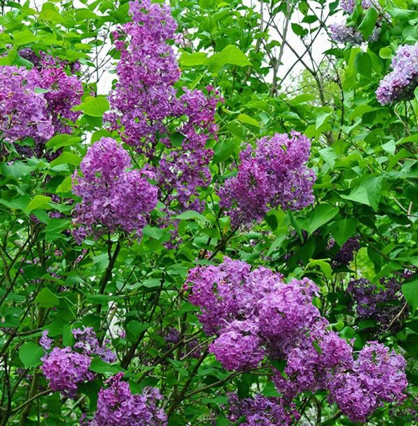 Votaniki Vulgaris Purple Lilac Quart Pot - Perennial Flowering Plant | Common Purple Lilac Live Plants, Fragrant Blooms - Low Maintenance and Versatile Lilac Plant