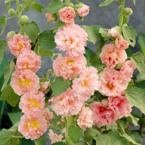 Votaniki Alcea Double Chater's Chamois Bare Root - Eye Catching Flowers, Perennial Flower Alcea Rosea 'Chater's Double Chamois' | Double Flowers, Chamois Hollyhock - Easy to Grow