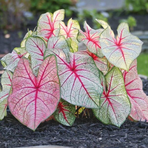 Votaniki Caladium Fancy White Queen - Perennial Caladium Tubers Ready for Planting | Spectacular Foliage Plant, Perfect for Indoor & Outdoor