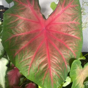 Votaniki Poecile Anglais Caladium - Large Heart Shaped Leaves, Perennial Caladium Bulbs for Planting | Perfect for Indoor or Outdoor, Long Lasting Beauty, Easy to Grow