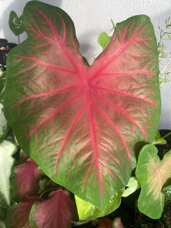 Votaniki Poecile Anglais Caladium - Large Heart Shaped Leaves, Perennial Caladium Bulbs for Planting | Perfect for Indoor or Outdoor, Long Lasting Beauty, Easy to Grow