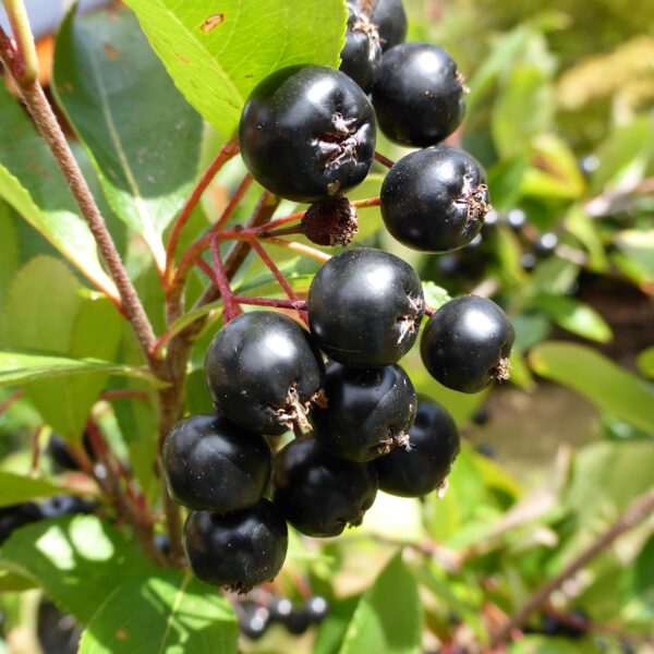 Votaniki Aronia Black Chokeberry Quart Pot Root Start - Attractive Foliage and Fruit, Perennial Aronia Melanocarpa Black Chokeberry - Easy to Grow and Maintain