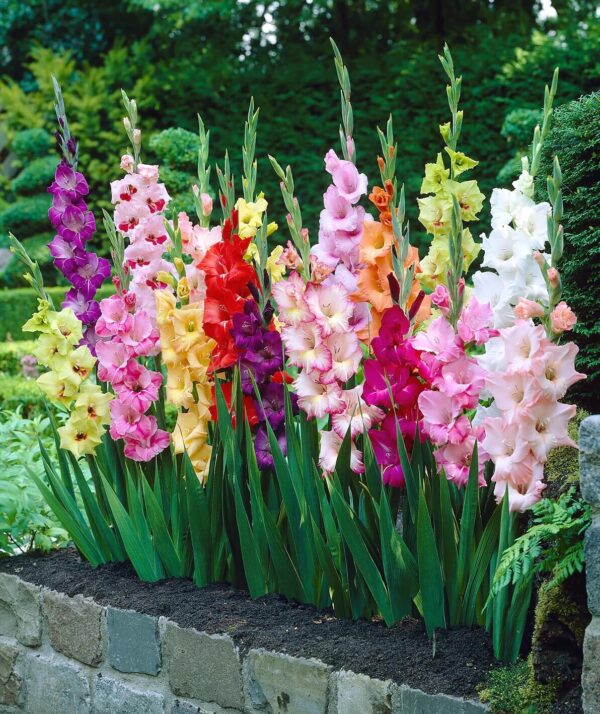 Votaniki Gladiolus Butterfly Mix Bulbs - Perennial Gladiolus, Long Lasting Blooms | Spectacular Flowers, Easy to Grow & Low Maintenance Gladiolus Bulbs for Planting