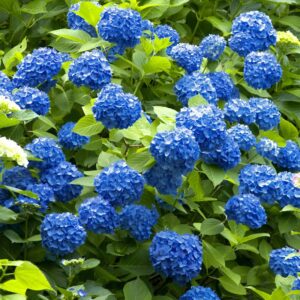 Votaniki Nikko Blue Hydrangea Plant Quart Pot - Perennial Flower, Long Lasting Blooms | Easy to Grow Nikko Blue Hydrangea Live Plants