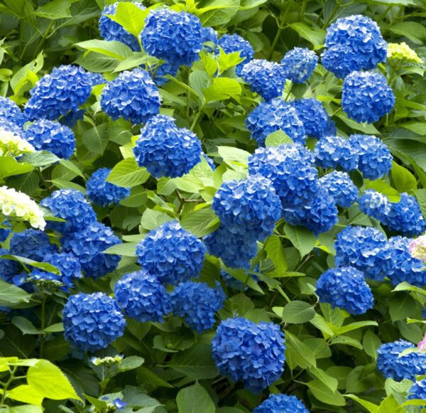 Votaniki Nikko Blue Hydrangea Plant Quart Pot - Perennial Flower, Long Lasting Blooms | Easy to Grow Nikko Blue Hydrangea Live Plants