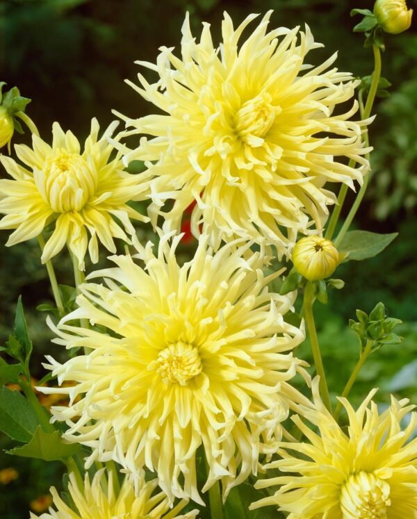 Votaniki Dahlia Cactus Yellow Star - Perennial Yellow Dahlia, Large Flowering Dahlia Tuber for Planting | Summer/Fall Flowers, Dahlia Tubers - Easy to Grow