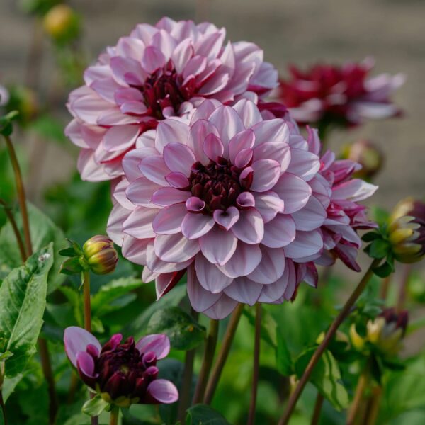 Votaniki Creme De Cassis Dahlia Tuber Clumps - Perennial, Spectacular Flower, Creme De Cassis Flowering Dahlia Tuber - Perfect Addition for Garden