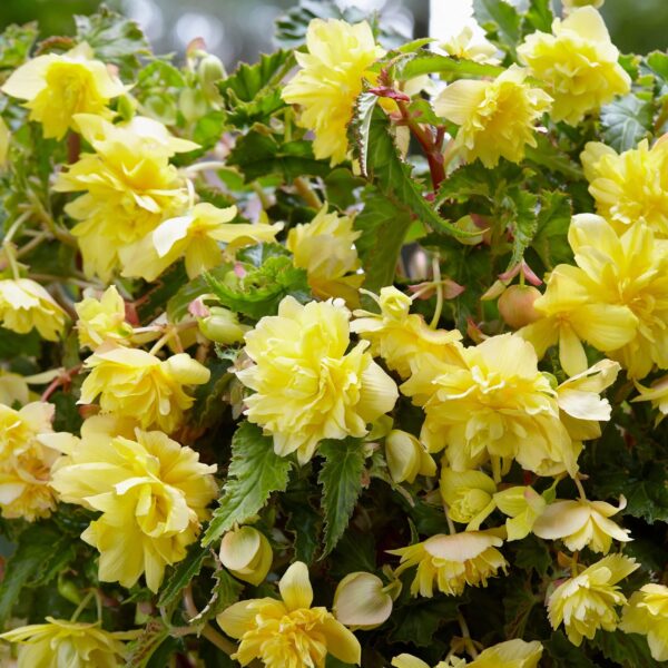 Votaniki Yellow Cascade Begonia Bulbs - Hanging Basket Flower, Begonia Bulbs for Planting - Beautiful and Versatile Yellow Cascade Begonia Flower - Perfect for Indoor and Outdoor