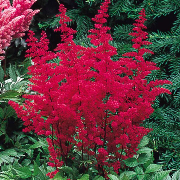 Votaniki Fanal Red Astilbe Plants, Seeds & Bulbs - Large Flower Bulbs to Plants Live Houseplants Red Fanal Astilbe Seeds Bulb with 2 to 3 Eyes Perennial Flower Bulbs Shade Loving Plants and Flowers