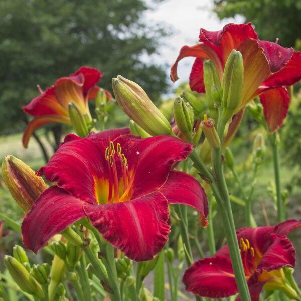 Chicago Apache Daylily Large Roots for Planting - Long Lasting, Perennial, Daylily Roots for a Spectacular Garden Display - Bold and Striking Flower, Easy to Grow