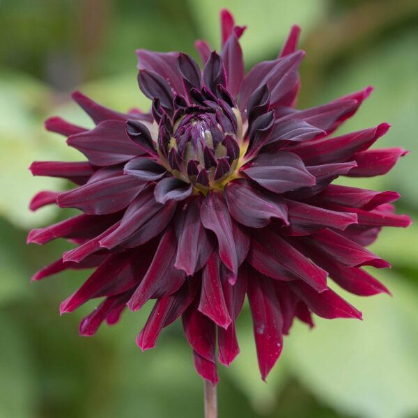 Votaniki Decorative Dahlia Rip City - Attract Pollinators, Large Flower, Perennial Dahlia Rip City Tubers | Dark Red Blooms, Hardy and Easy to Grow