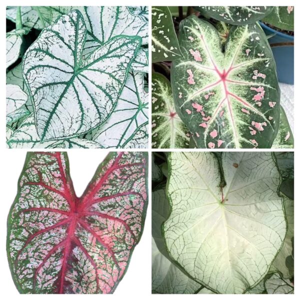 Votaniki Caladium White Blend Bulbs - Colorful & Heart Shaped Leaves, Perennial Caladium | Mix Caladium Bulbs for Planting - Easy to Grow