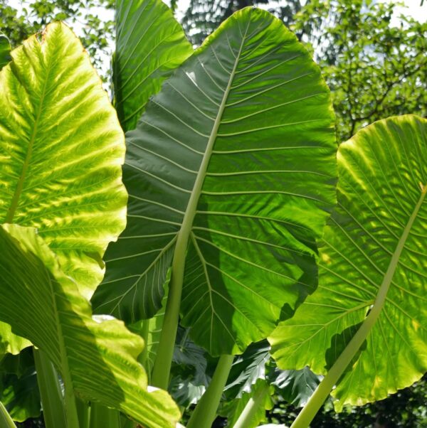 Votaniki Alocasia Upright Elephant Ear Bulbs - Perennial Alocasia Macrorrhiza, Eye Catching Addition - Low Maintenance & Easy to Grow Large Upright Elephant Ear Bulbs