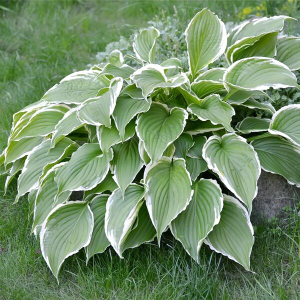 Votaniki Francee Hosta Bare Root - Perennial Plant, Heart Shaped Leaves (Hosta x 'Francee') | Great Hardy Shade Plants, Easy to Grow