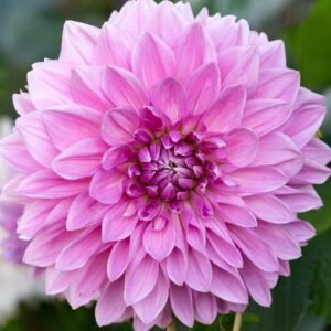 Votaniki Lavender Perfection Dahlia Bulbs - Stunning Lavender Flower, Perennial Dinnerplate Dahlia Bulbs for Planting - Long Lasting Blooms, Easy to Grow & Low Maintenance