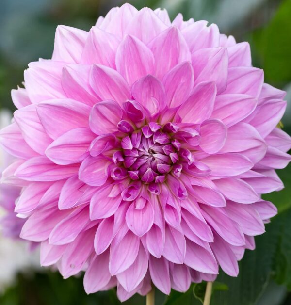 Votaniki Lavender Perfection Dahlia Bulbs - Stunning Lavender Flower, Perennial Dinnerplate Dahlia Bulbs for Planting - Long Lasting Blooms, Easy to Grow & Low Maintenance