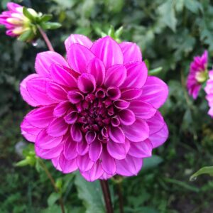 Votaniki Decorative Dahlia Bulbs - Blue Bell Dahlia Roots - Purple Flower Bulbs, Attracts Pollinators, Easy to Grow & Maintain, Cut Flower Garden, Fast Growing Blue Bell Dahlia Bulbs for Planting