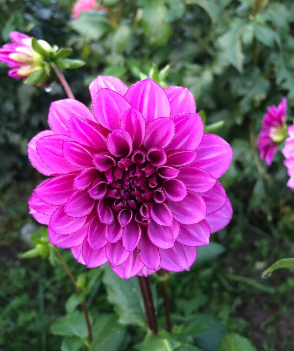 Votaniki Decorative Dahlia Bulbs - Blue Bell Dahlia Roots - Purple Flower Bulbs, Attracts Pollinators, Easy to Grow & Maintain, Cut Flower Garden, Fast Growing Blue Bell Dahlia Bulbs for Planting