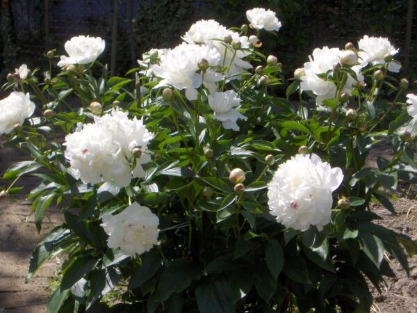 Votaniki Peony Festiva Maxima Roots - Fragrant, Large & Double Blooms, Peony Roots for Planting | Paeonia lactiflora ‘Festiva Maxima’ (Peony) - Spring & Summer Flowers, Easy to Grow