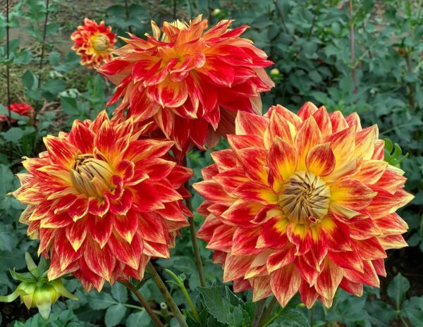 Votaniki Tyler James Dahlia Bulbs for Planting - Long-Lasting Blooms, Perennial Dahlia Flower | Perfect for Cut Flowers, Large Flowering Dahlia Bulbs