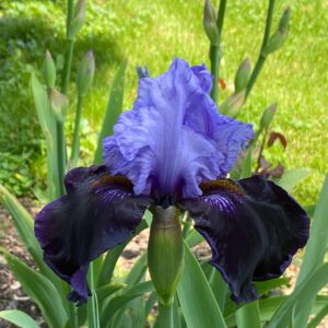 Votaniki Dangerous Mood Bearded Iris Bulbs - Fragrance Flower, Perennial Reblooming Iris Bulbs Ready for Planting - Easy to Grow & Low Maintenance