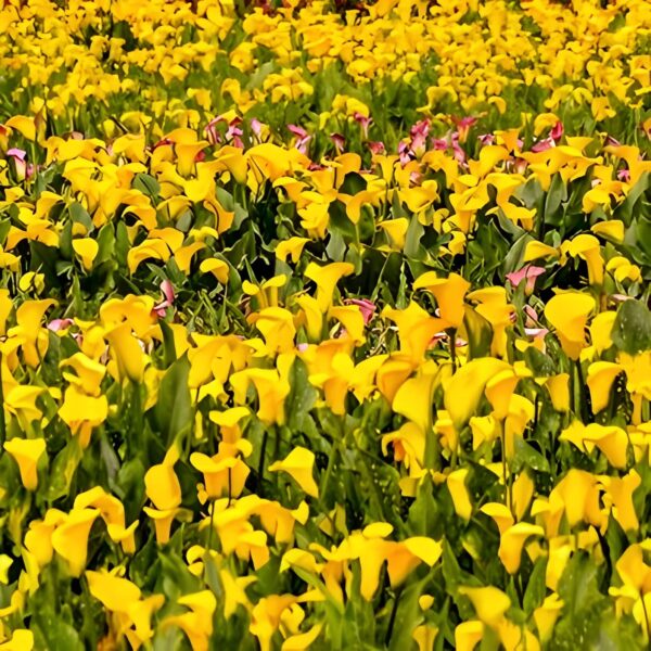 Votaniki Gold Rush Calla Lily Bulbs - Long Lasting Blooms, Perennial Calla Lily, Vibrant Yellow Flowers for Garden - Easy to Grow and Low Maintenance