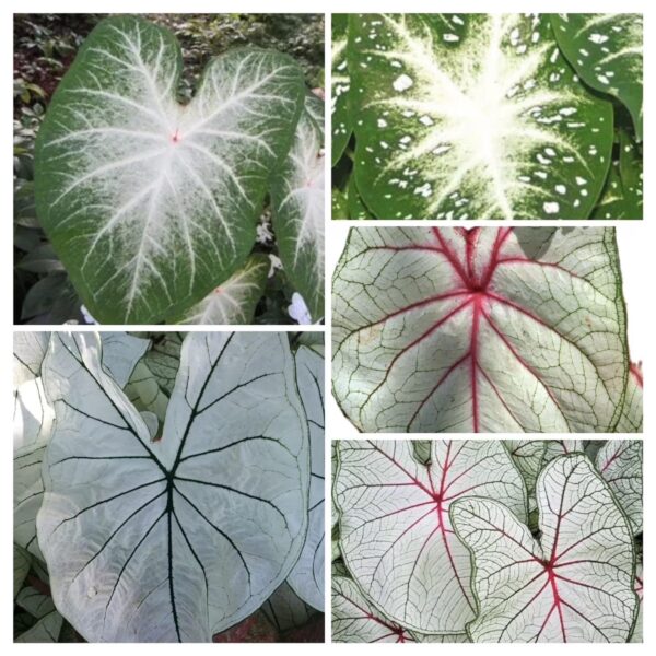 Votaniki Caladium White Blend Bulbs - Colorful & Heart Shaped Leaves, Perennial Caladium | Mix Caladium Bulbs for Planting - Easy to Grow