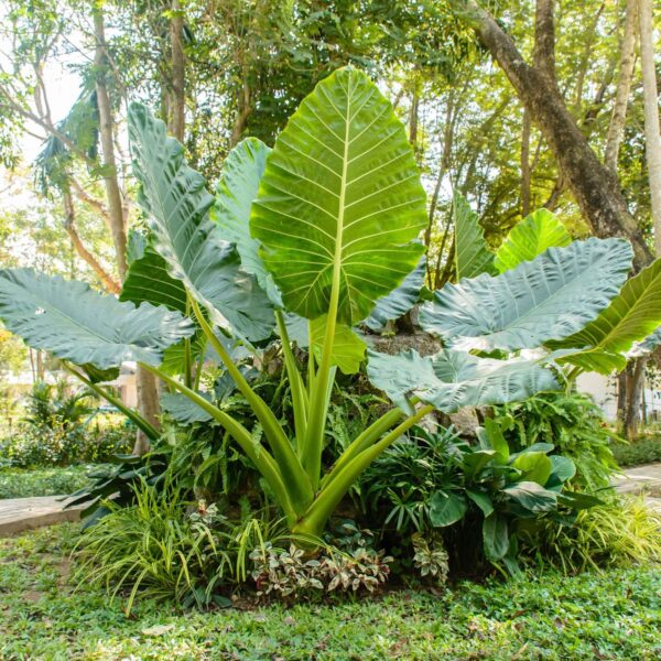 Votaniki Alocasia Upright Elephant Ear Bulbs - Perennial Alocasia Macrorrhiza, Eye Catching Addition - Low Maintenance & Easy to Grow Large Upright Elephant Ear Bulbs