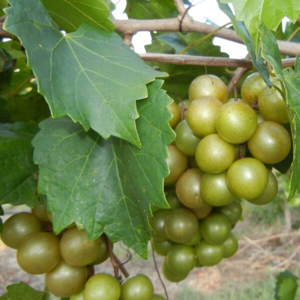 Votaniki Triumph Muscadine Grape 1 Gallon Plant 2 Year Old - Perennial, High-Yielding, Triumph Grape Vines Shrub Live Plant - Fast Growing & Low Maintenance Grape Plant