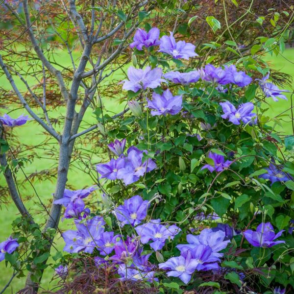 Votaniki Clematis 'H. F. Young' - Deciduous Climber, Perennial Vines | Yellow & Blue Color Flowering Clematis Plant, Live Plant Ready for Planting - Easy to Grow