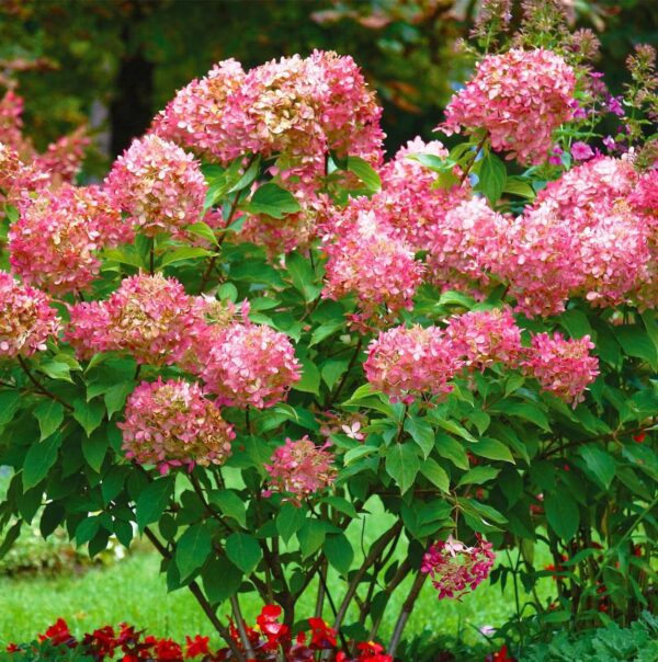 Votaniki Peegee Pink Hydrangea 1-2 Ft Plant- Perennial Flower, Peegee Pink Panicule | Beautiful & Low Maintenance Shrub with Pink Blooms