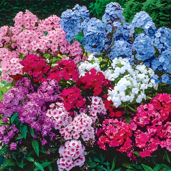 Votaniki Hardy Tall Phlox Mix - Fragrant Blooms, Perennial Phlox Bare Root Ready to Plant | Long Lasting Garden Display - Easy to Grow and Low Maintenance