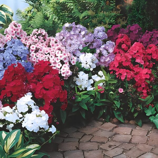 Votaniki Hardy Tall Phlox Mix - Fragrant Blooms, Perennial Phlox Bare Root Ready to Plant | Long Lasting Garden Display - Easy to Grow and Low Maintenance