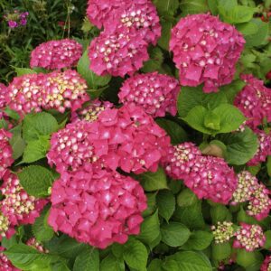 Votaniki Pink Beauty Hydrangea Plant - Hydrangea Macrophylla Plant in Quart Pot - Perennial Bright Pink Blooms, Perfect for Garden or Indoor