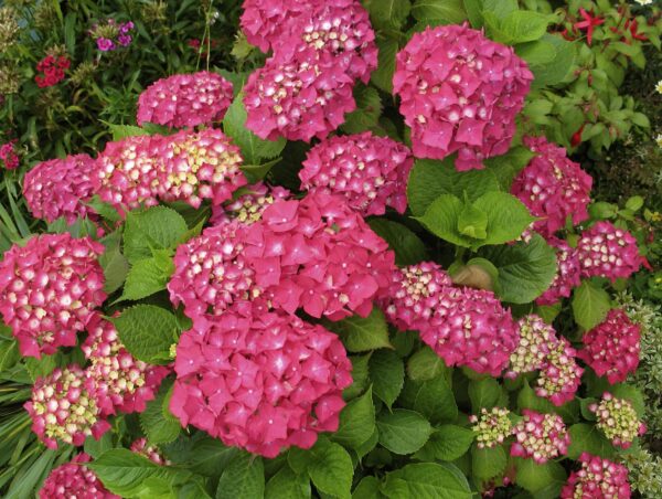 Votaniki Pink Beauty Hydrangea Plant - Hydrangea Macrophylla Plant in Quart Pot - Perennial Bright Pink Blooms, Perfect for Garden or Indoor