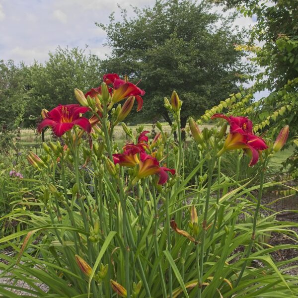 Chicago Apache Daylily Large Roots for Planting - Long Lasting, Perennial, Daylily Roots for a Spectacular Garden Display - Bold and Striking Flower, Easy to Grow