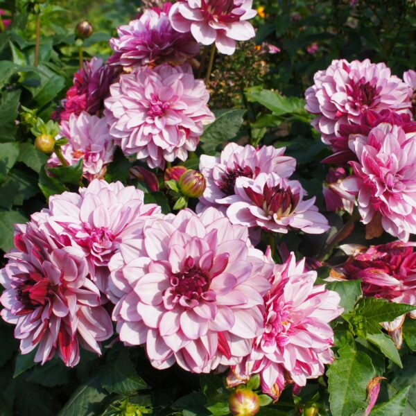 Votaniki Creme De Cassis Dahlia Tuber Clumps - Perennial, Spectacular Flower, Creme De Cassis Flowering Dahlia Tuber - Perfect Addition for Garden