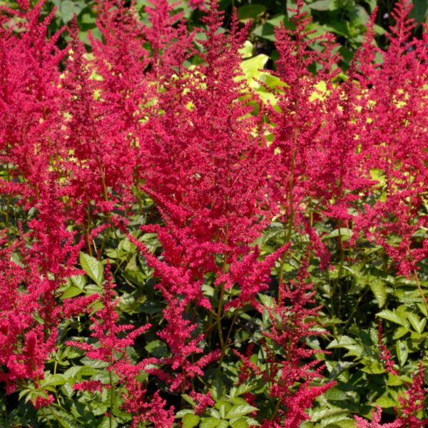 Votaniki Fanal Astilbe Roots - Perennial Astilbe, Long Lasting Beautiful Red Blooms | Perfect Addition to Garden - Easy to Grow and Low Maintenance