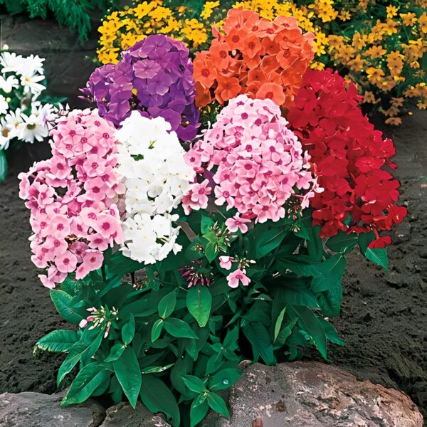 Votaniki Hardy Tall Phlox Mix - Fragrant Blooms, Perennial Phlox Bare Root Ready to Plant | Long Lasting Garden Display - Easy to Grow and Low Maintenance