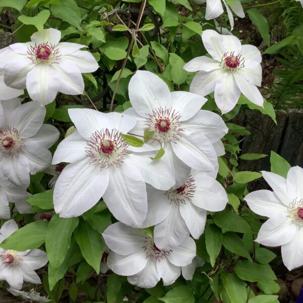 Votaniki Miss Bateman Clematis Root Start - Live Plant, Long Lasting Blooms, Perennial Clematis Flowering Plant for Graden - Fast Growing, Low Maintenance, and Care