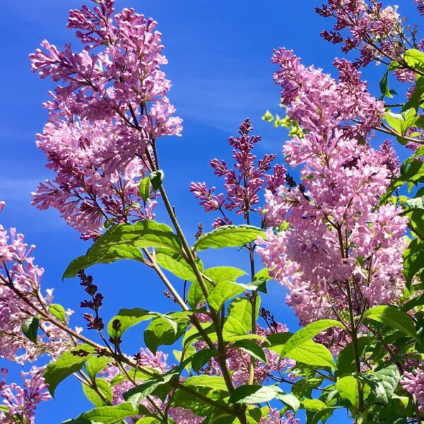 Votaniki Villosa Lilac Tree - 1 Gallon Plant 2 Year Old - Fragrance Blooms, Perennial, Fast Growing Flower Plant - Low Maintenance & Easy to Grow