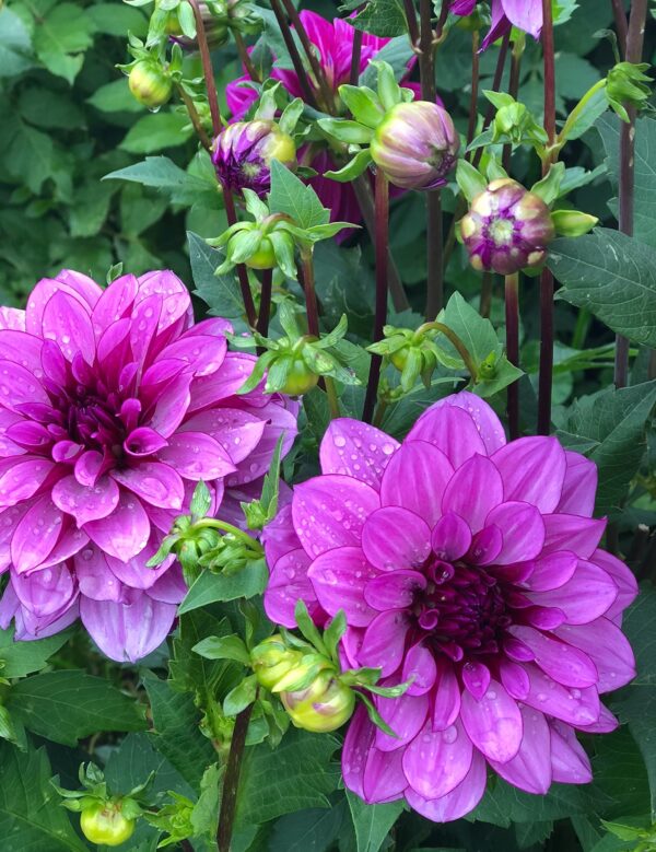 Votaniki Decorative Dahlia Bulbs - Blue Bell Dahlia Roots - Purple Flower Bulbs, Attracts Pollinators, Easy to Grow & Maintain, Cut Flower Garden, Fast Growing Blue Bell Dahlia Bulbs for Planting