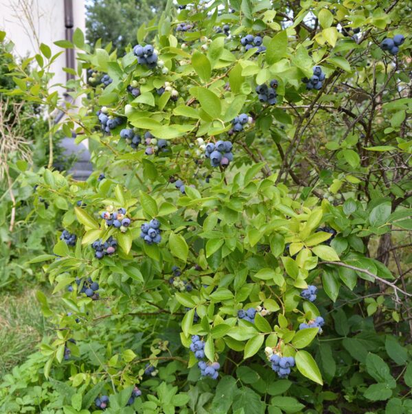 Votaniki Climax Blueberry 1-2 Ft Plant - Perennial Heavy Yielding Vaccinium Ashei Rabbitey Plant - Sweet, Juicy Berries and Easy to Grow