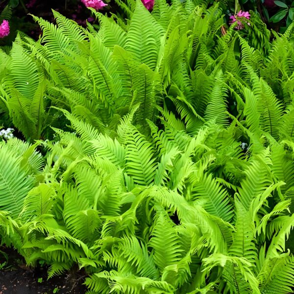 Votaniki Tennessee Ostrich Fern Roots - Perennial Fern Root for Planting | Perfect for Shaded Areas - Low Maintenance and Hardy