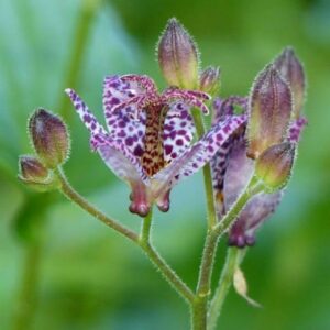 Votaniki Tricyrtis Blue Wonder Bare Root - Shade Loving Perennial, Tricyrtis ‘Blue Wonder’ (Toad Lily) | Summer Flowers, Easy to Grow